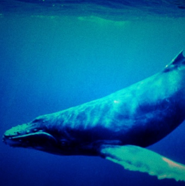 這隻鯨魚寂寞到想為牠點播一首寂寞寂寞就好