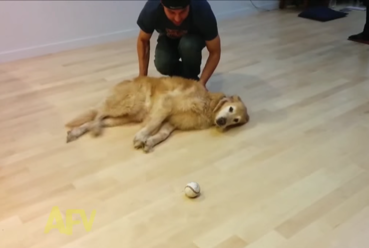 要不要這麼懶!躺著玩接球的黃金獵犬有看過嗎？