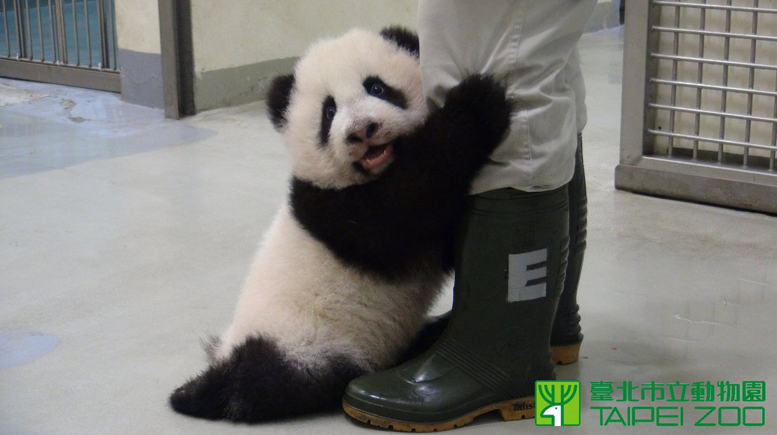 看完這個影片後我真的好想當熊貓保育員…太療癒了