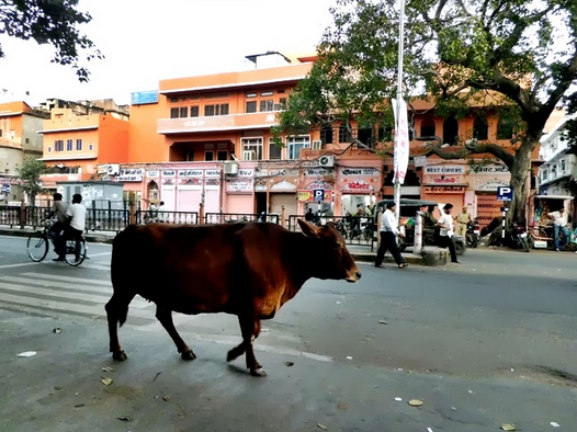 印度牛