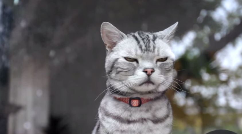 鄙視