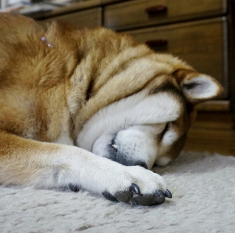柴犬1