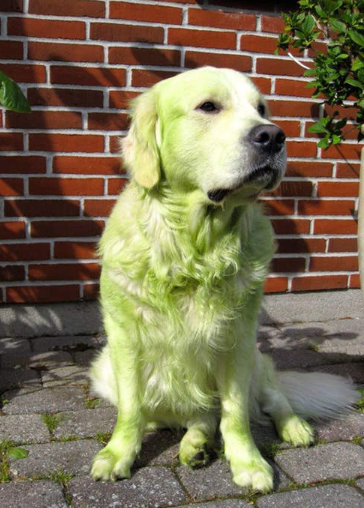 黃金獵犬2
