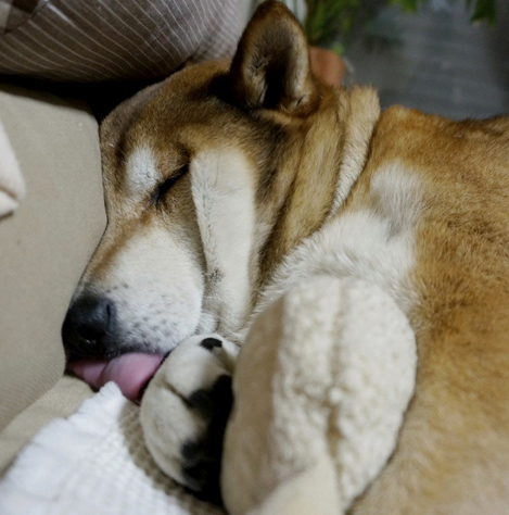 柴犬2