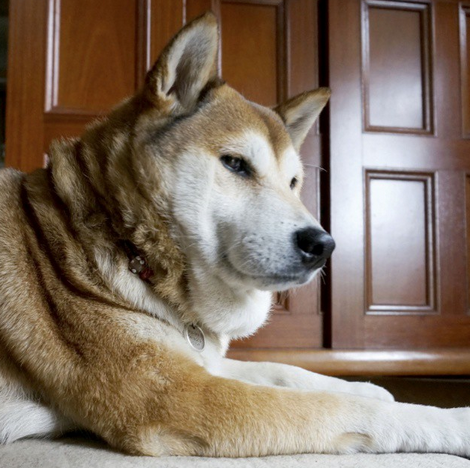 柴犬3