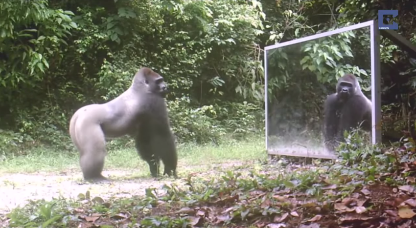 當野生動物第一次照到鏡子會有什麼反應呢?