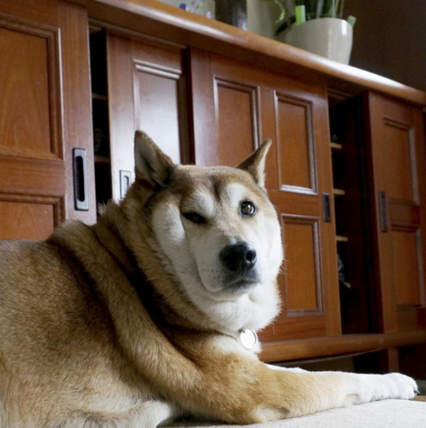 柴犬4