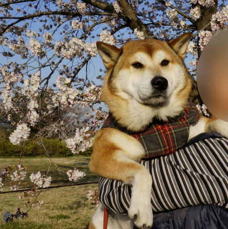 柴犬6