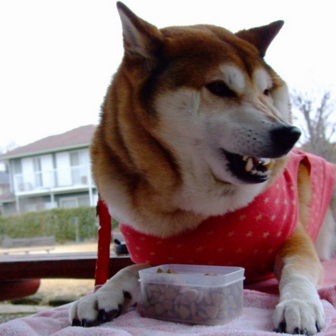 柴犬7