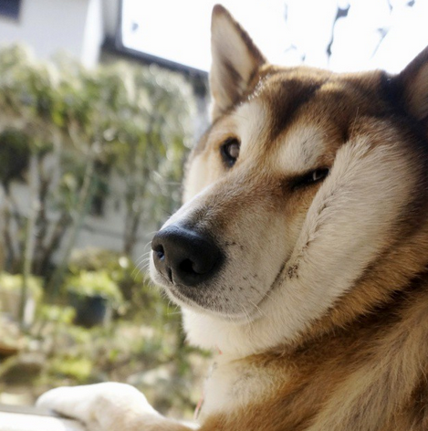 高齡10歲的阿嬤級柴犬，牠那鬆厚的雙下巴可是超迷人啊~