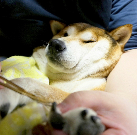 柴犬9