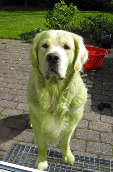 黃金獵犬!
