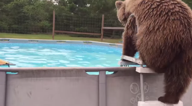 跳水棕熊2