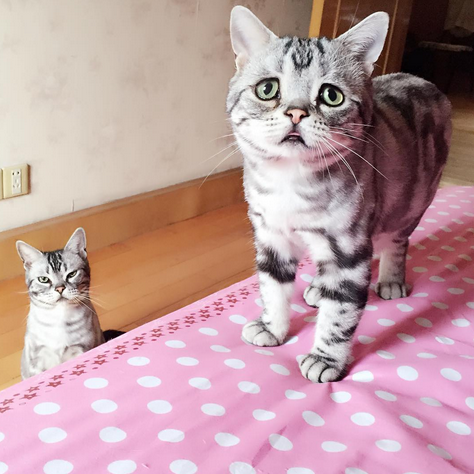 哀傷貓3
