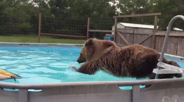 跳水棕熊3