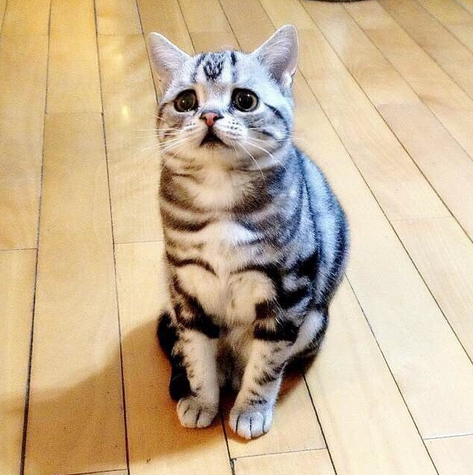 哀傷貓5