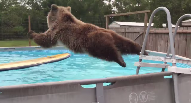 讓我們歡迎下一位跳水選手─療癒系棕熊~~~