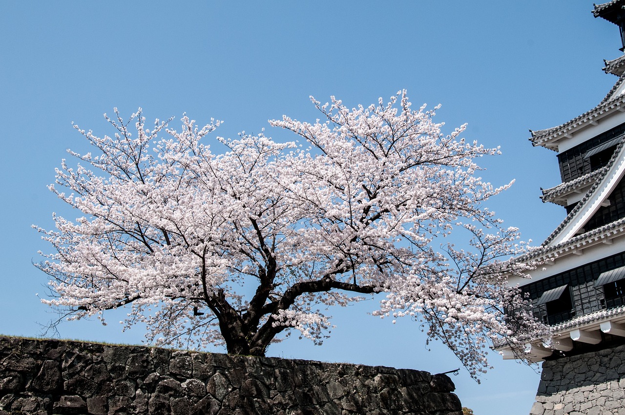 日本春季之旅：櫻花美景與文化體驗的迷人之旅